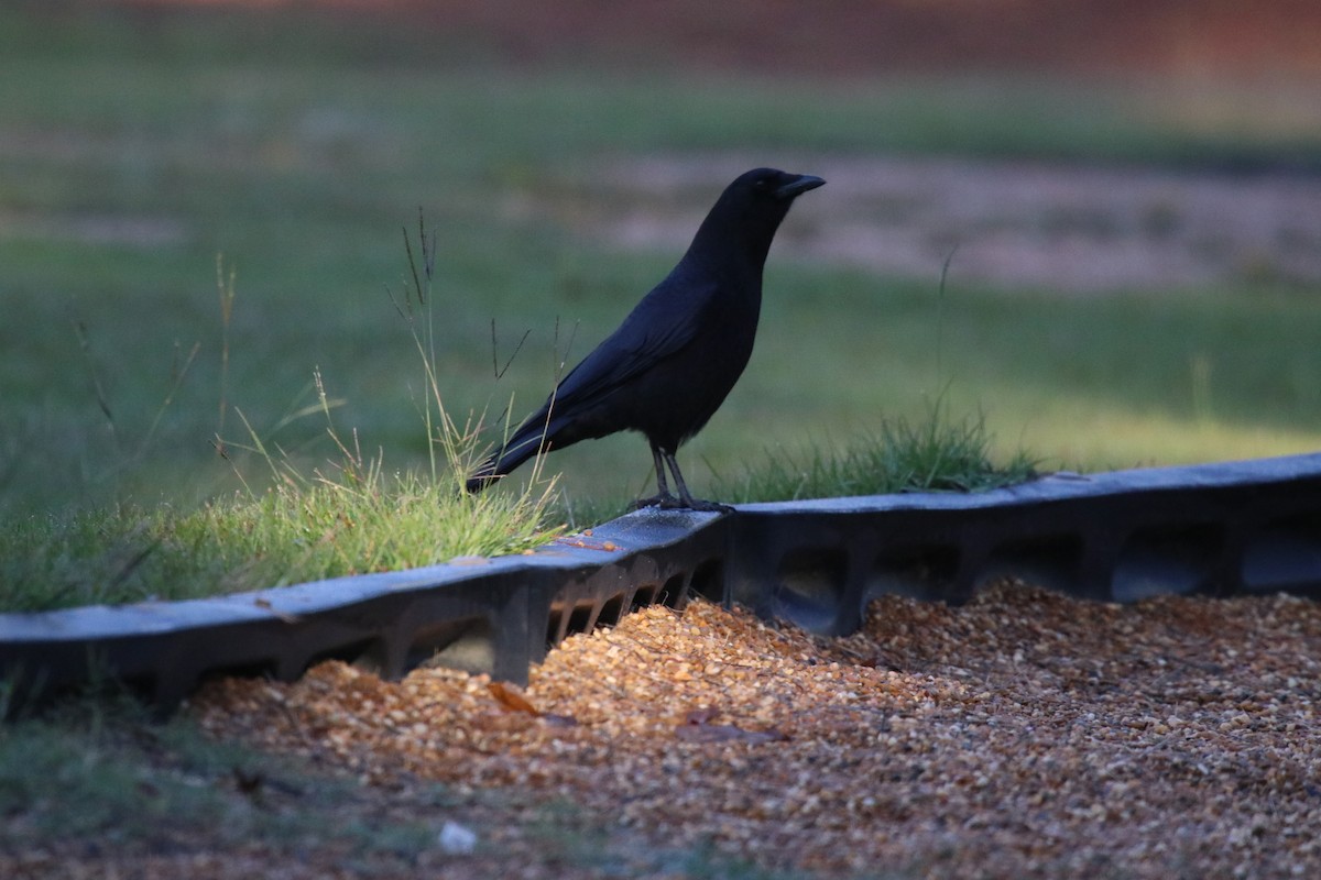 Corneille d'Amérique - ML644366293