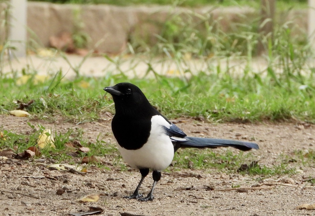 Eurasian Magpie - ML644366304