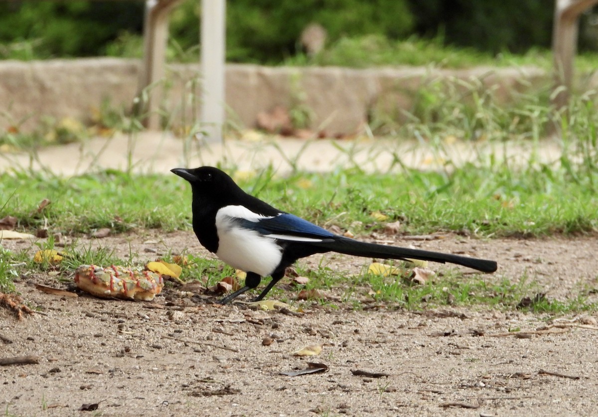 Eurasian Magpie - ML644366305