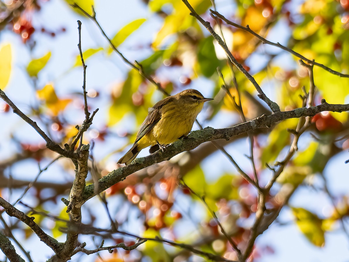 Palm Warbler - ML644366317