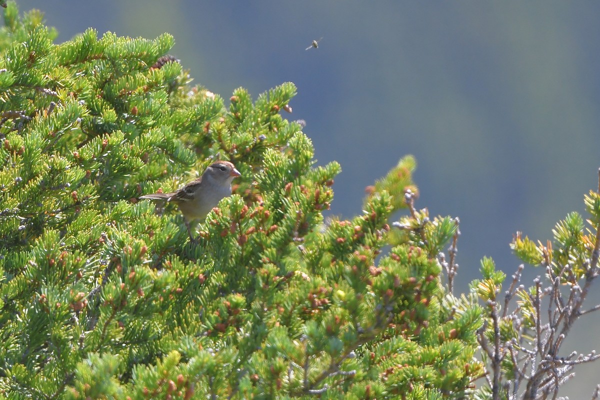 Dachsammer - ML644366318