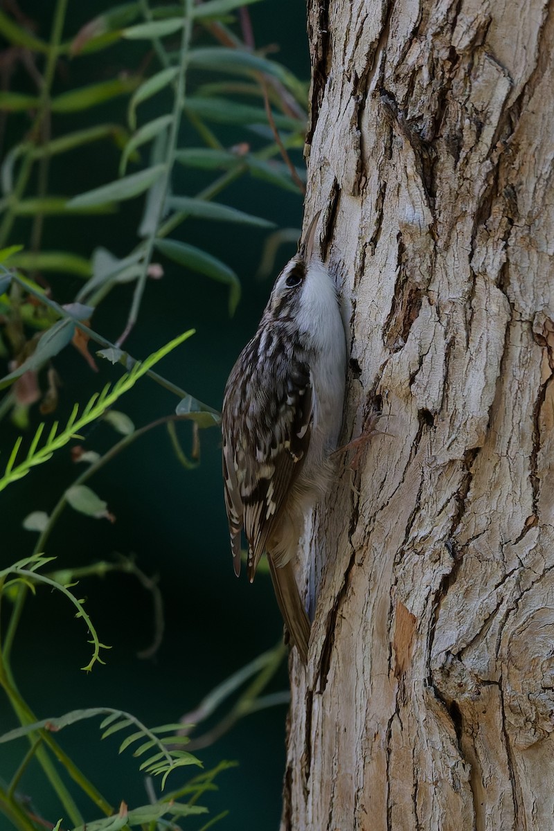 Brown Creeper - ML644366324