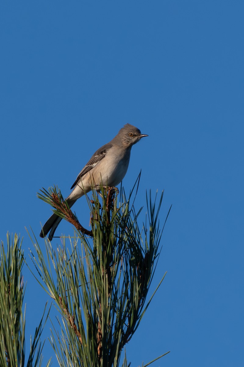 Northern Mockingbird - ML644366325