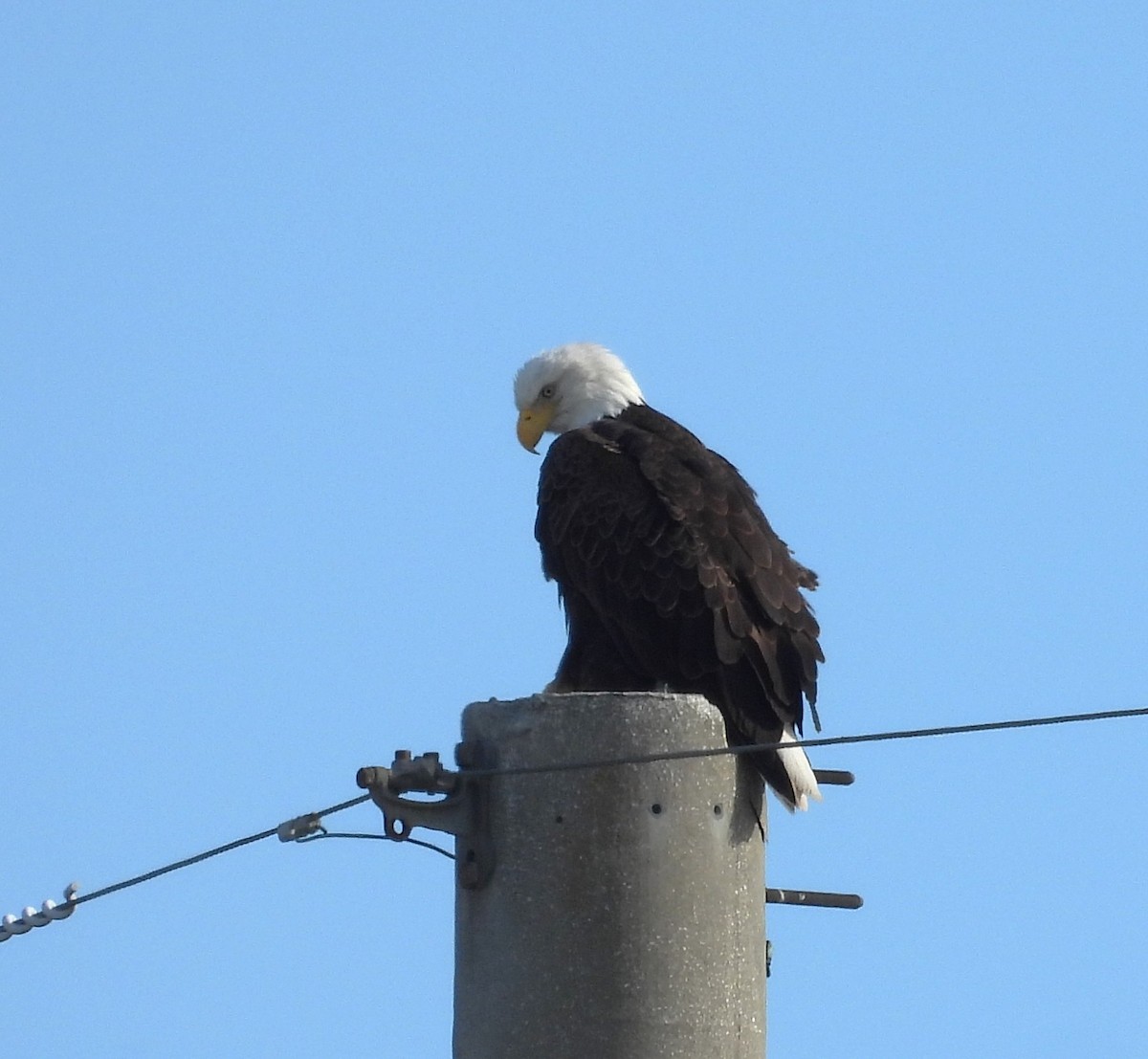 orel bělohlavý - ML644366334