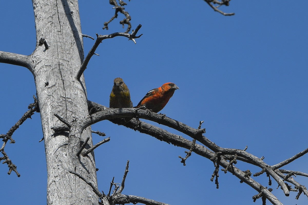 White-winged Crossbill - ML644366339