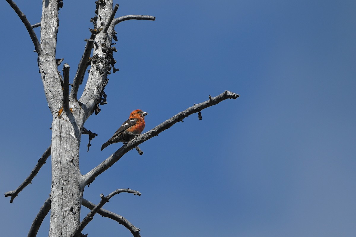 White-winged Crossbill - ML644366340