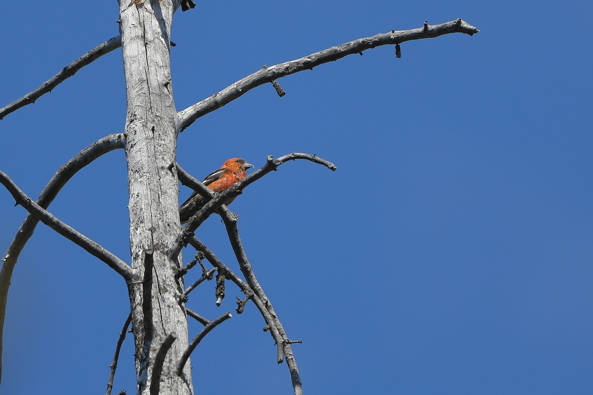 White-winged Crossbill - ML644366341