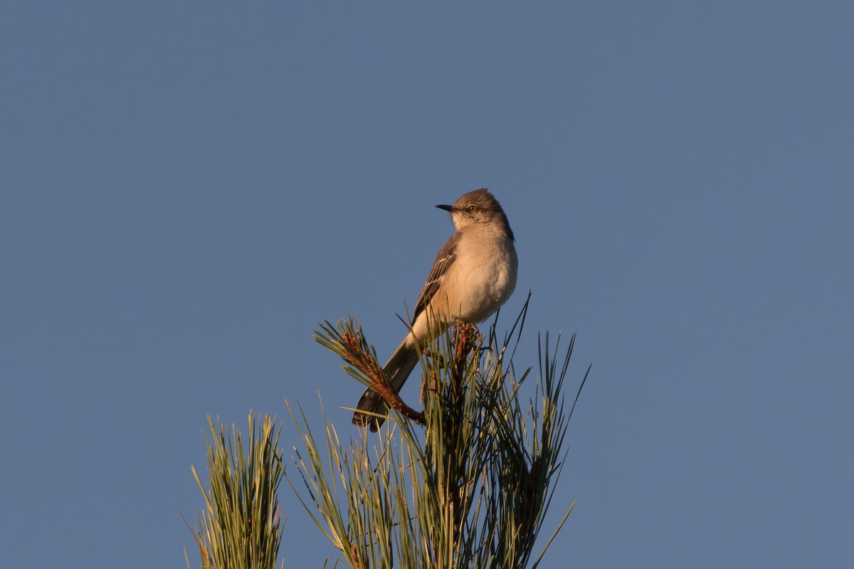 Northern Mockingbird - ML644366344