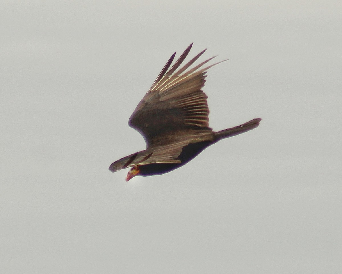 myrkondor - ML644366347