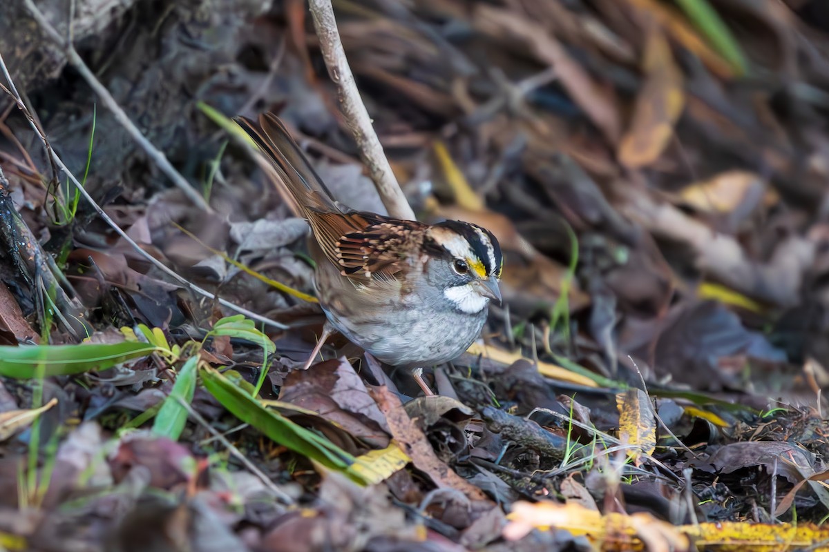 White-throated Sparrow - ML644366359
