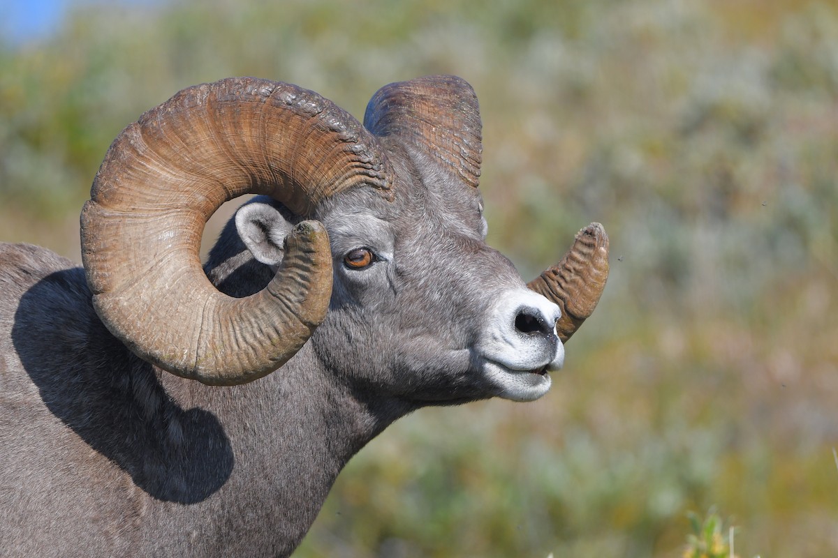 Rocky Mountain Bighorn Sheep - ML644366367