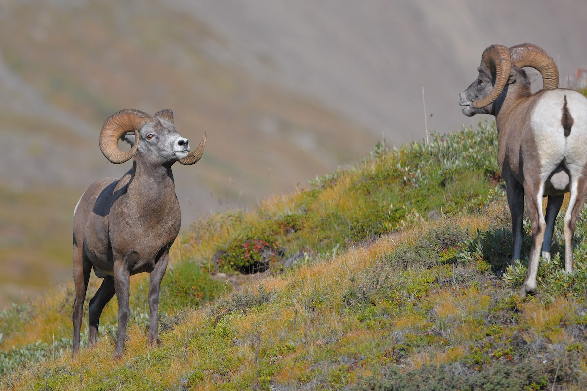 Rocky Mountain Bighorn Sheep - ML644366368