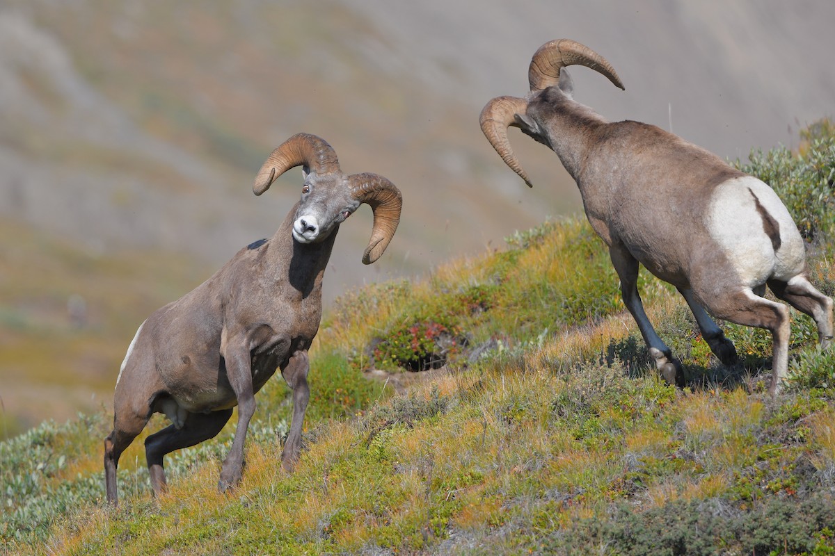 Rocky Mountain Bighorn Sheep - ML644366369