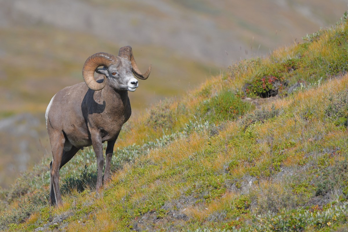 Rocky Mountain Bighorn Sheep - ML644366370
