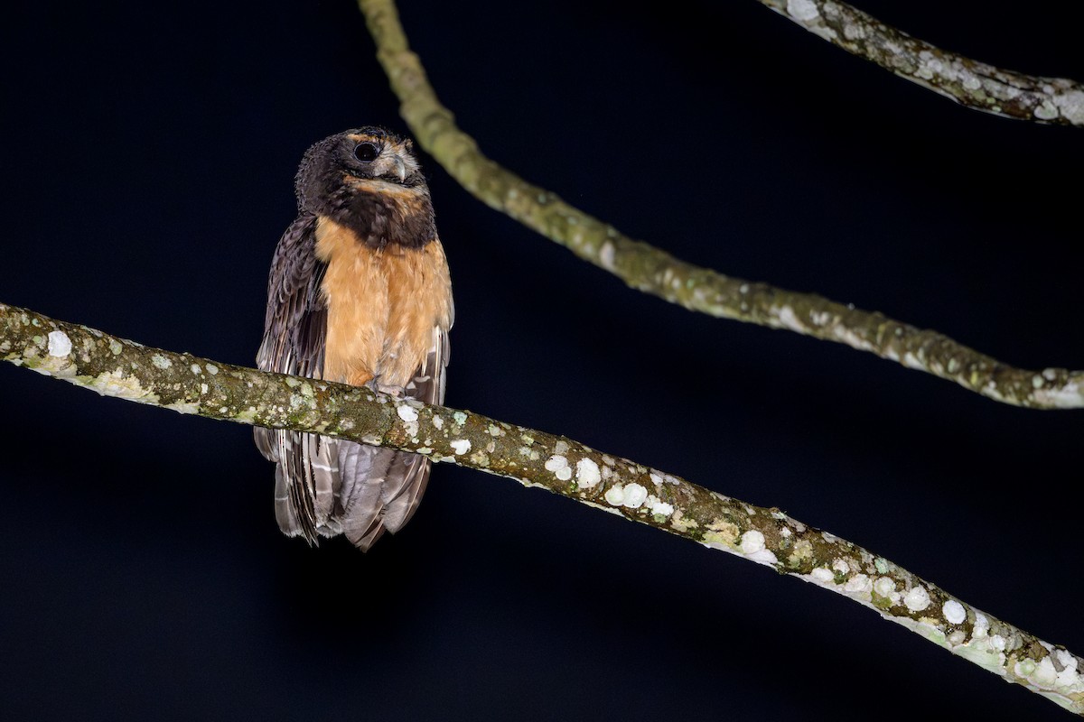 キマユメガネフクロウ - ML644366377