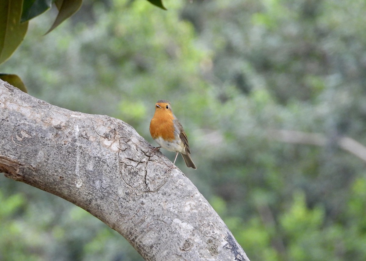 European Robin - ML644366378