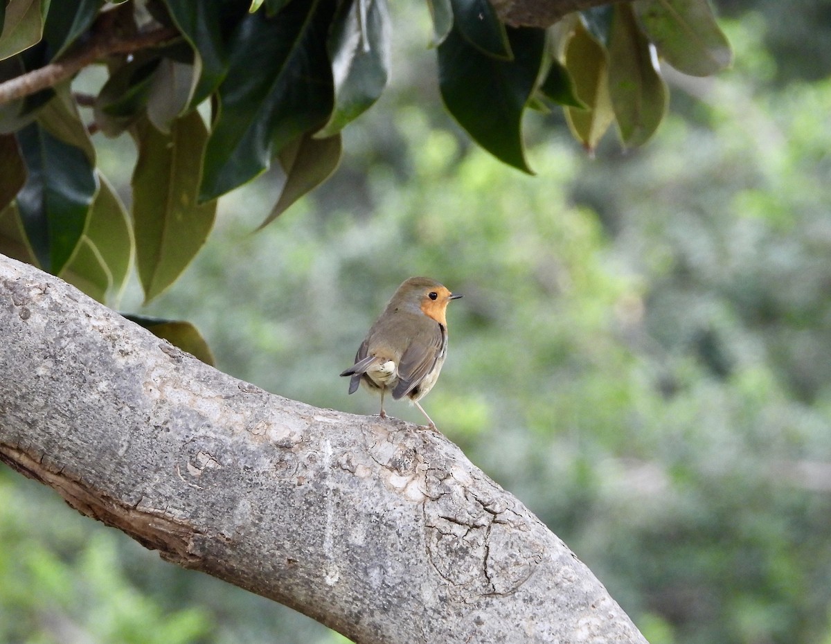European Robin - ML644366379