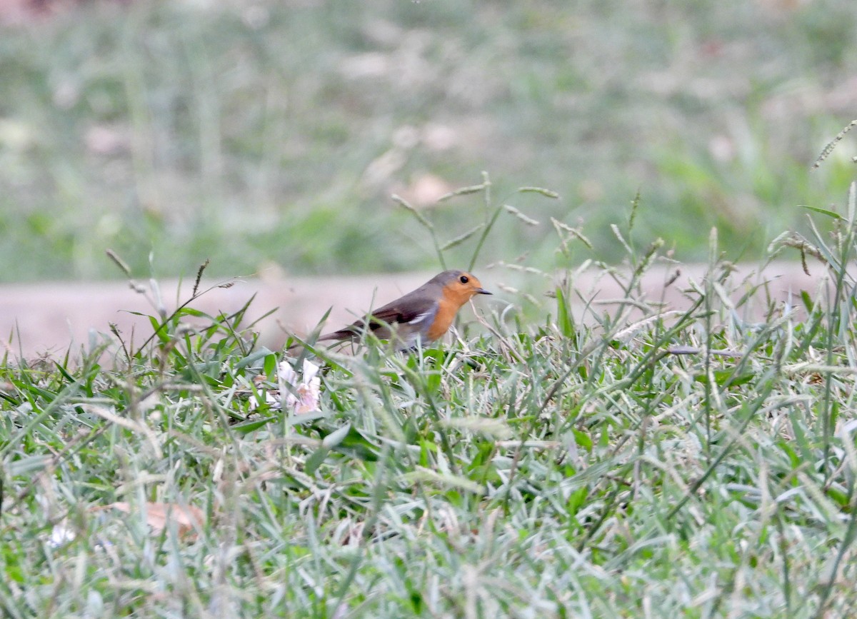 European Robin - ML644366380