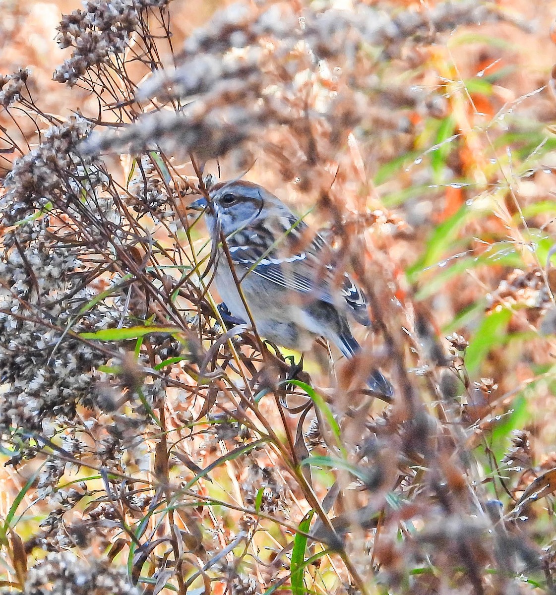 Пасовник північний - ML644366383