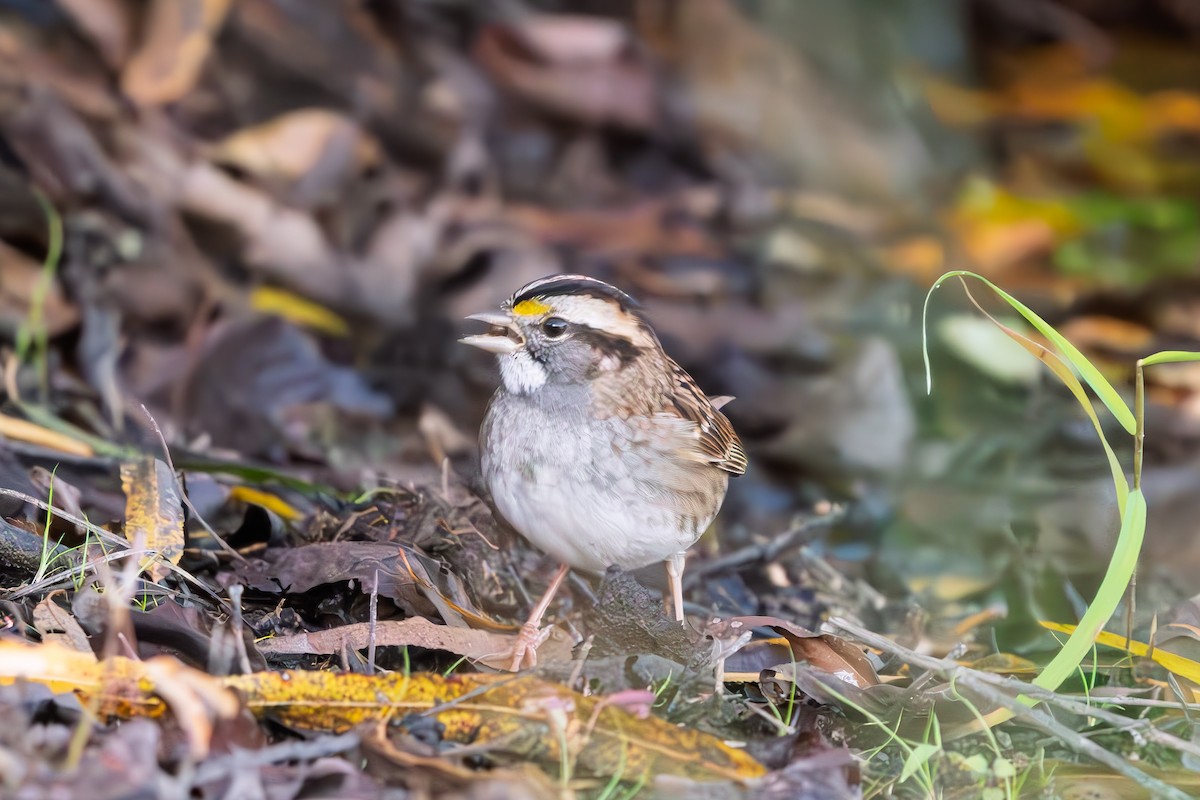 White-throated Sparrow - ML644366387