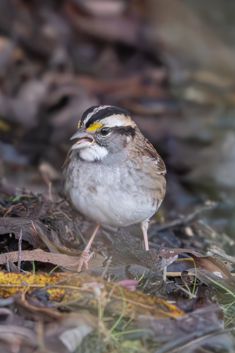 White-throated Sparrow - ML644366400