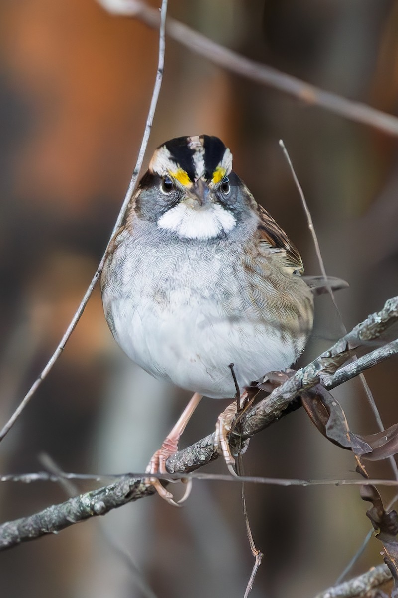 White-throated Sparrow - ML644366406