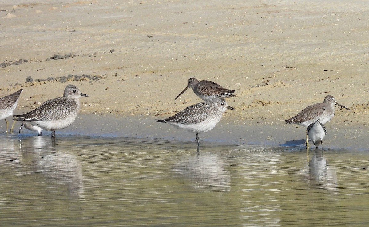 kulík bledý - ML644366414