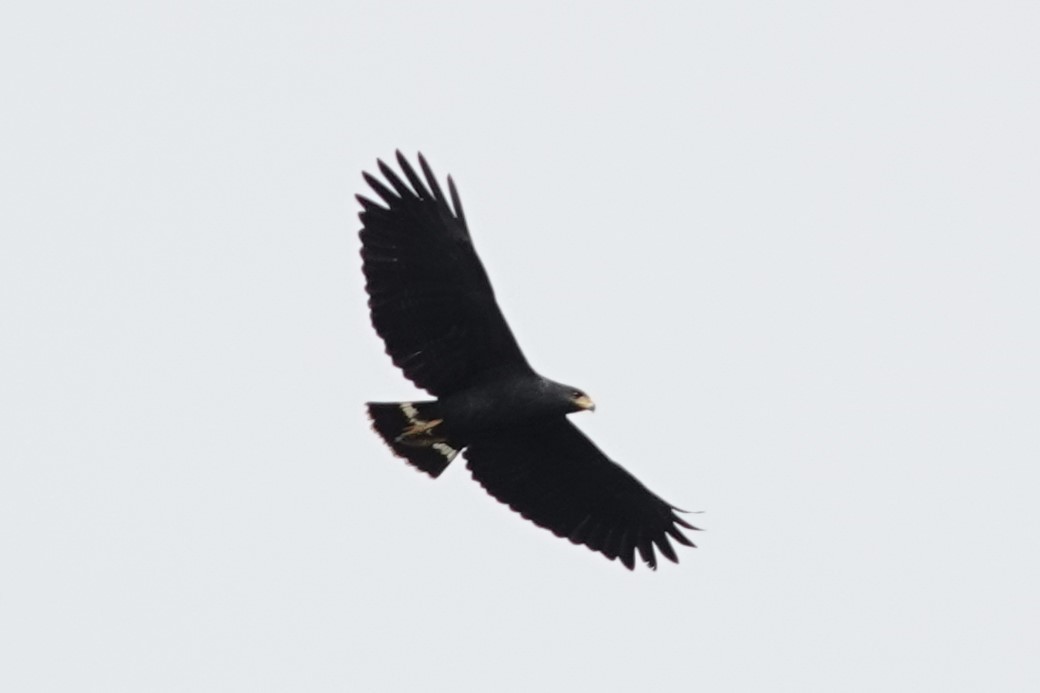 Common Black Hawk - ML644366417