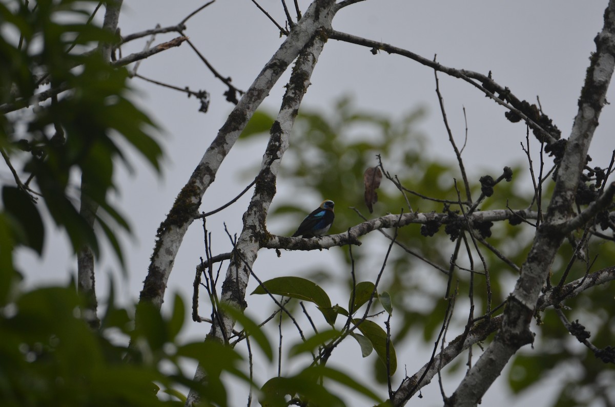 Golden-hooded Tanager - ML644366420