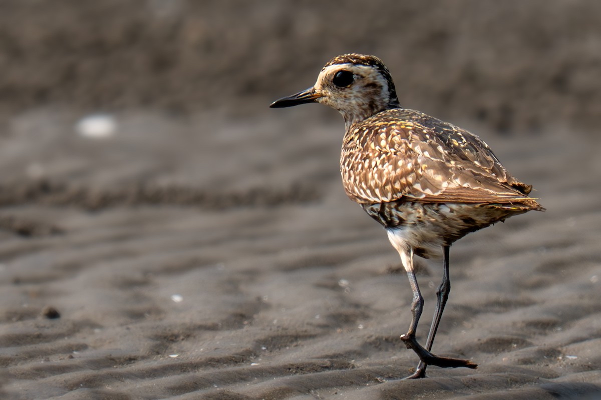 太平洋金斑鴴 - ML644366425