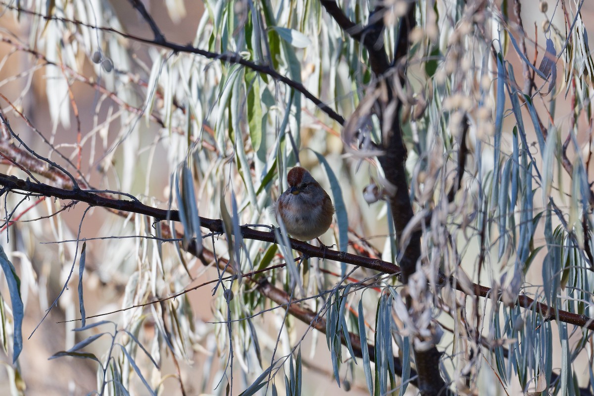 Пасовник північний - ML644366426