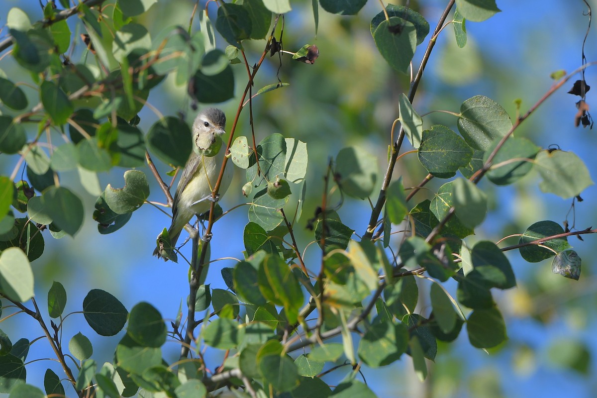 Eastern/Western Warbling Vireo - ML644366431