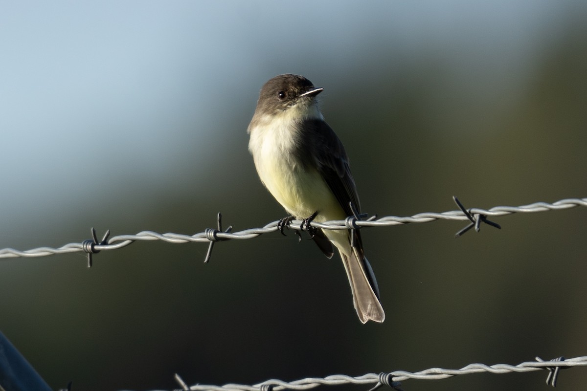 Moucherolle phébi - ML644366434