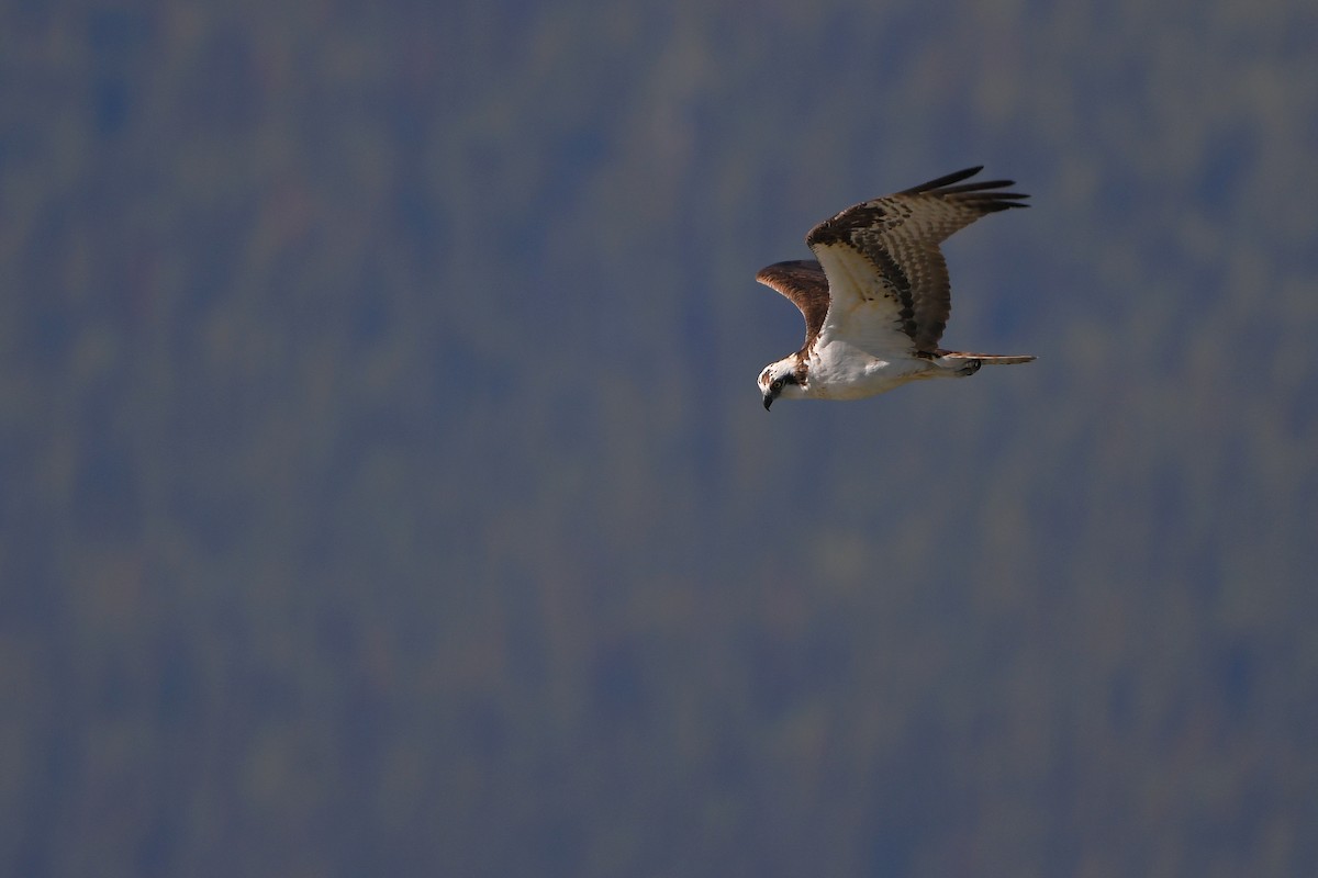 orlovec říční - ML644366448