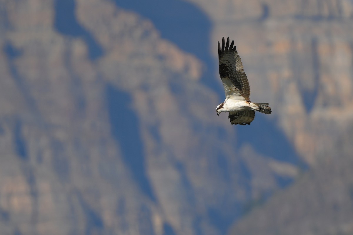 orlovec říční - ML644366449