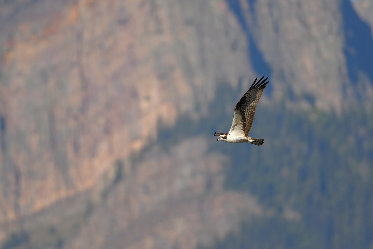 orlovec říční - ML644366450