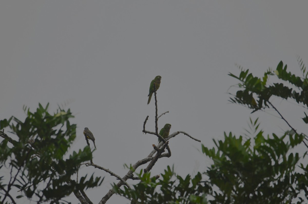 mayaparakitt - ML644366452