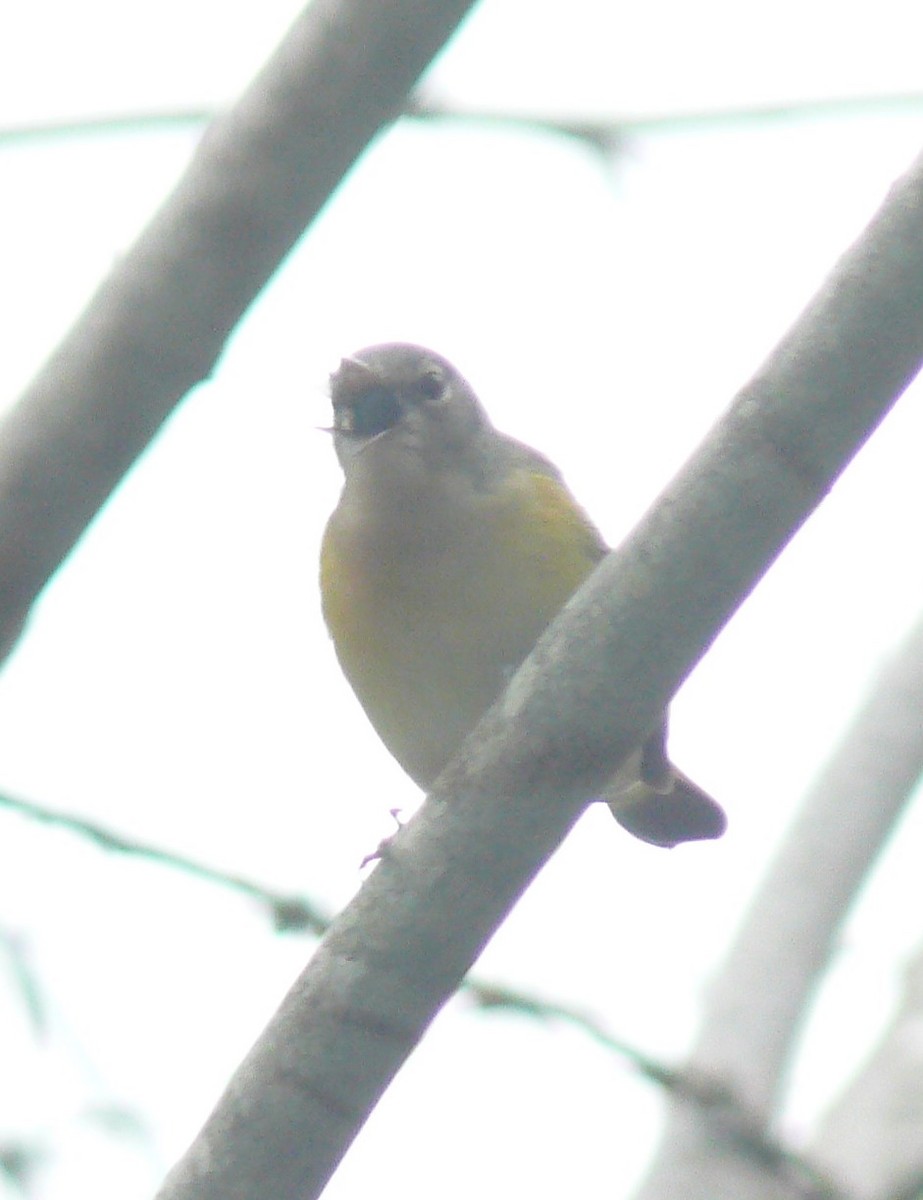 American Redstart - ML644366481