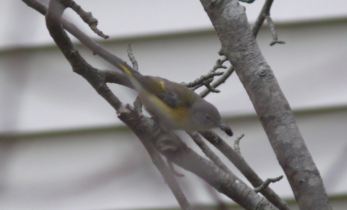 American Redstart - ML644366482
