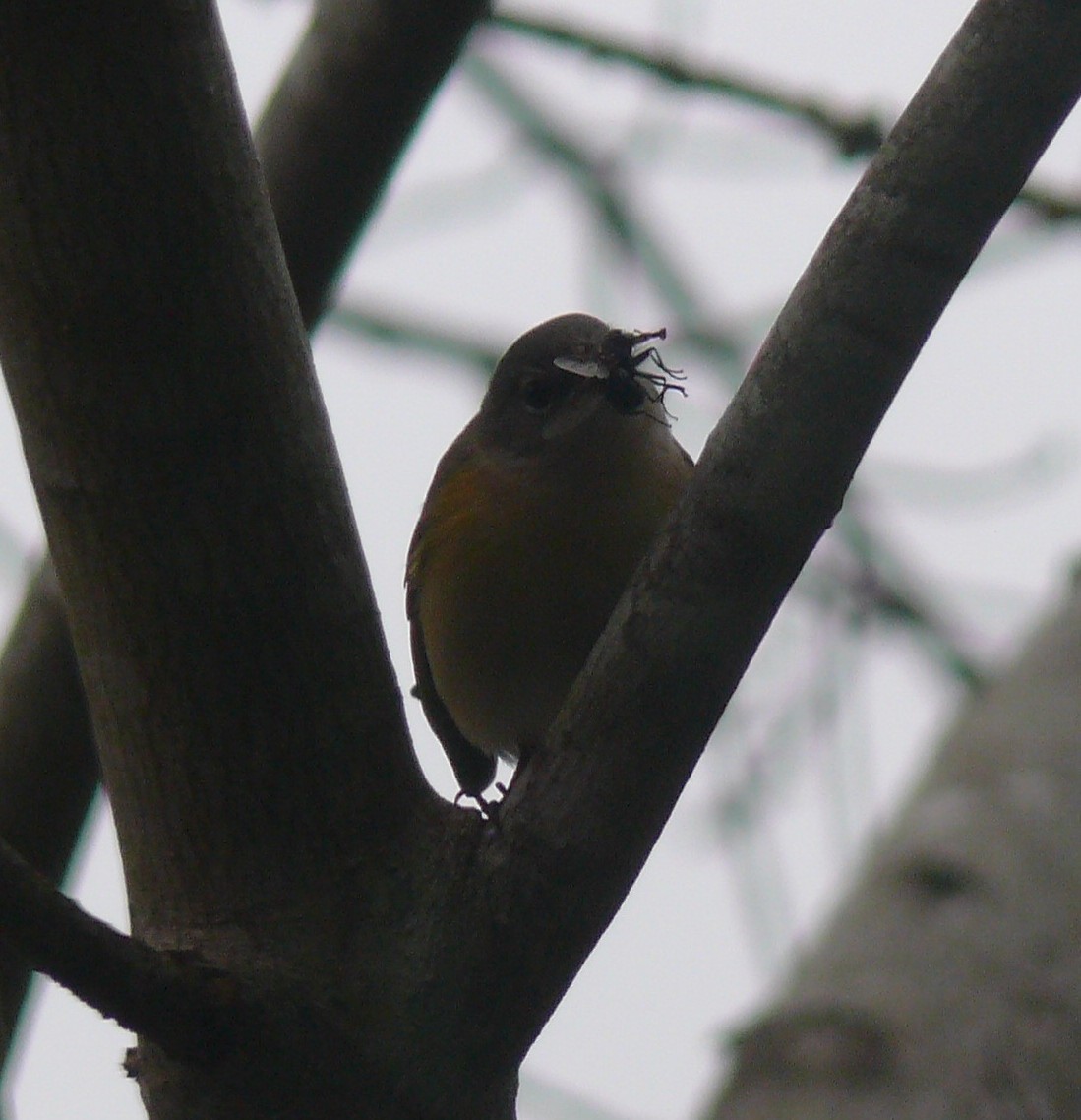 American Redstart - ML644366483
