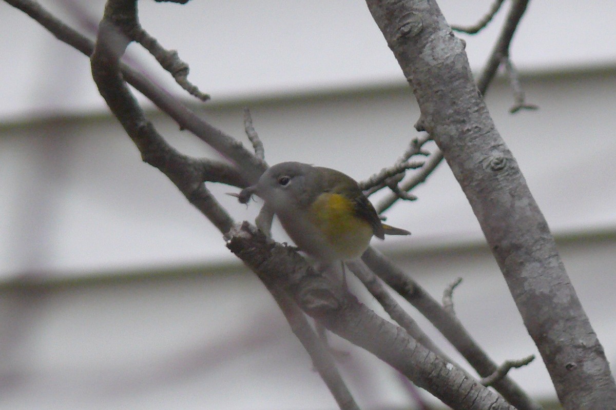 American Redstart - ML644366485