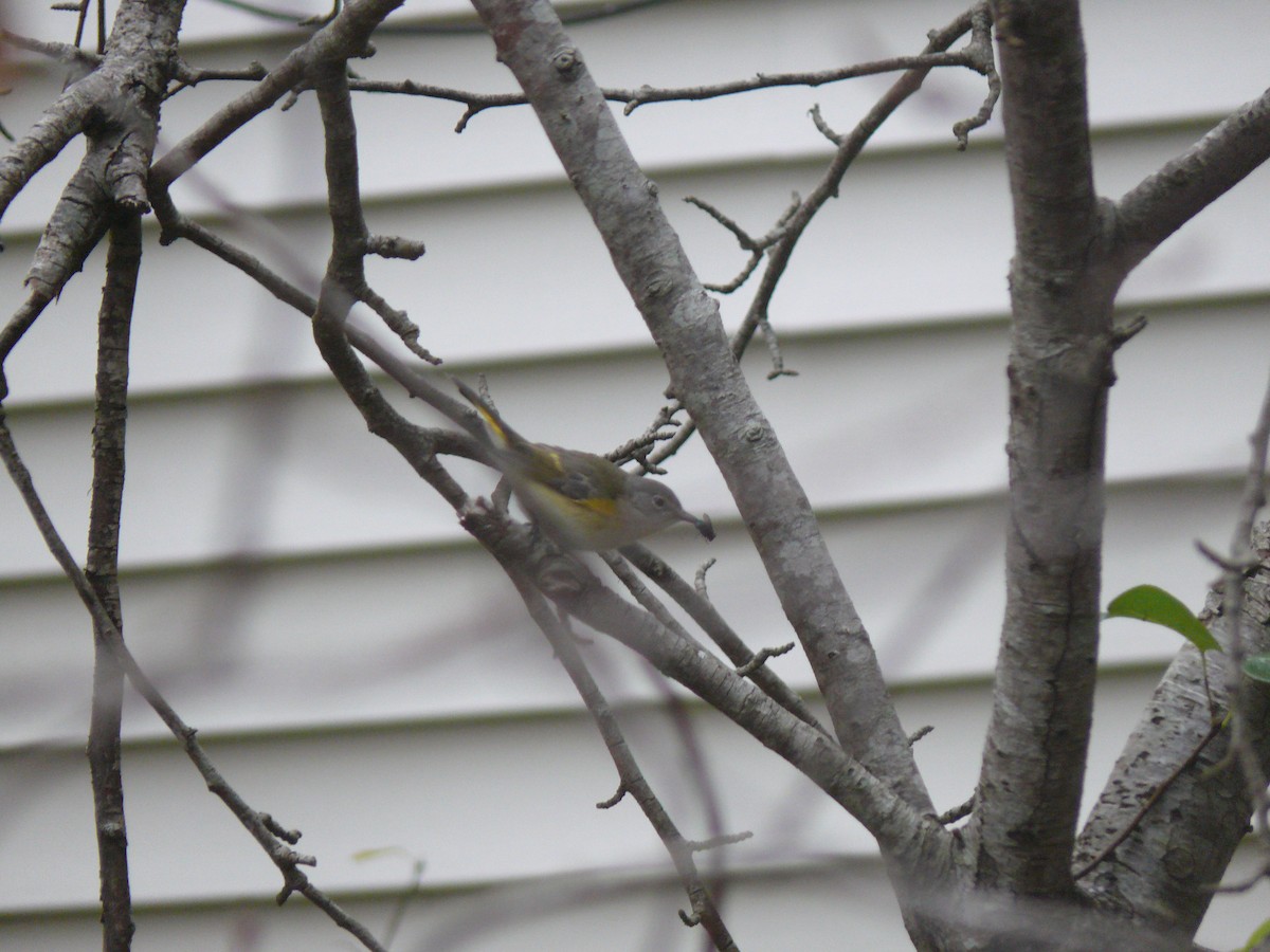 American Redstart - ML644366486