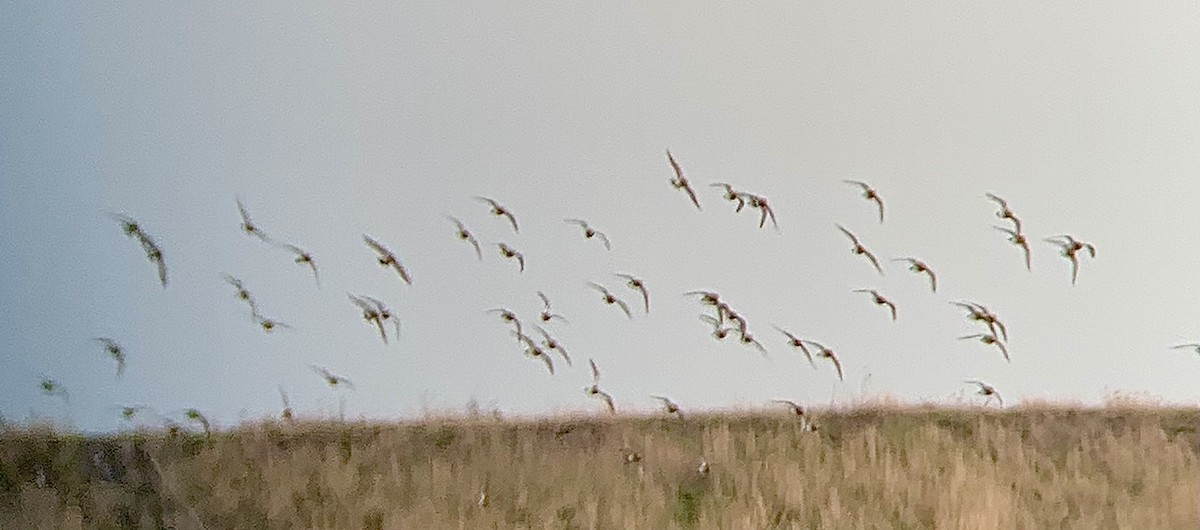 Сивка звичайна - ML644366487