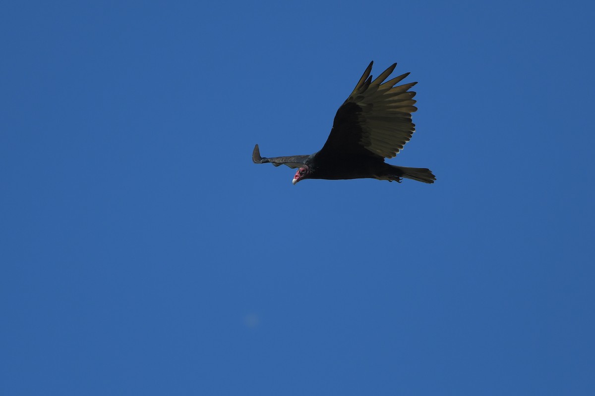 Turkey Vulture - ML644366491