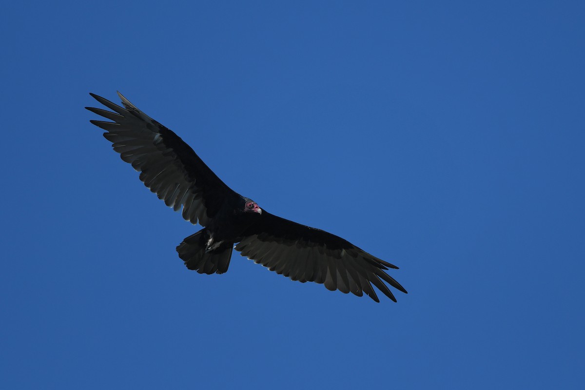 Turkey Vulture - ML644366492