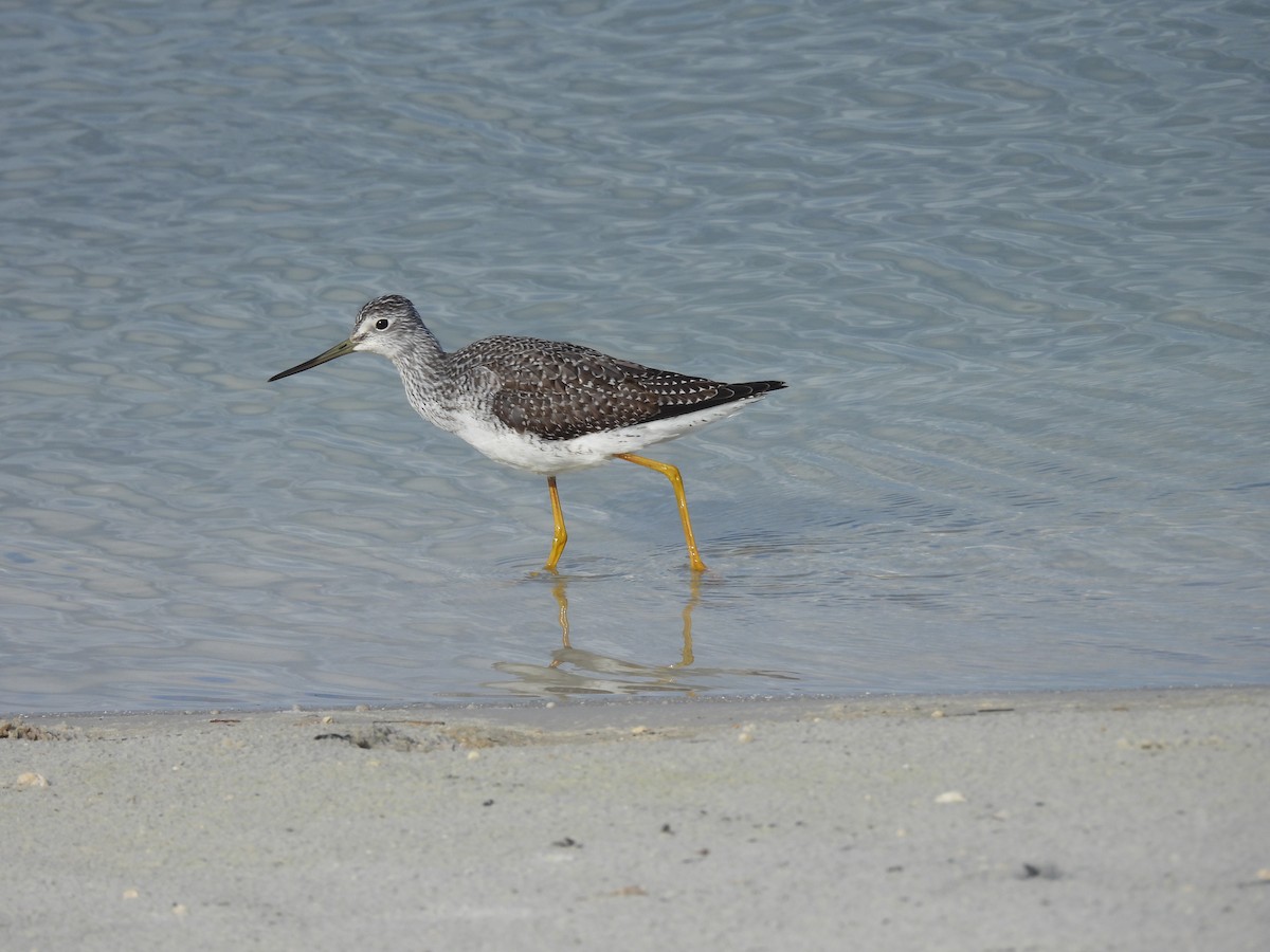 vodouš velký - ML644366507