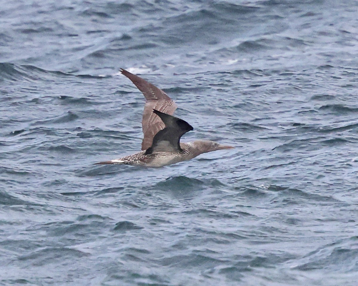 havsule - ML644366508