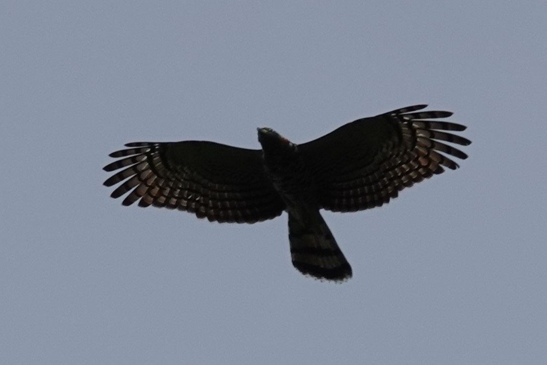 Hook-billed Kite - ML644366516