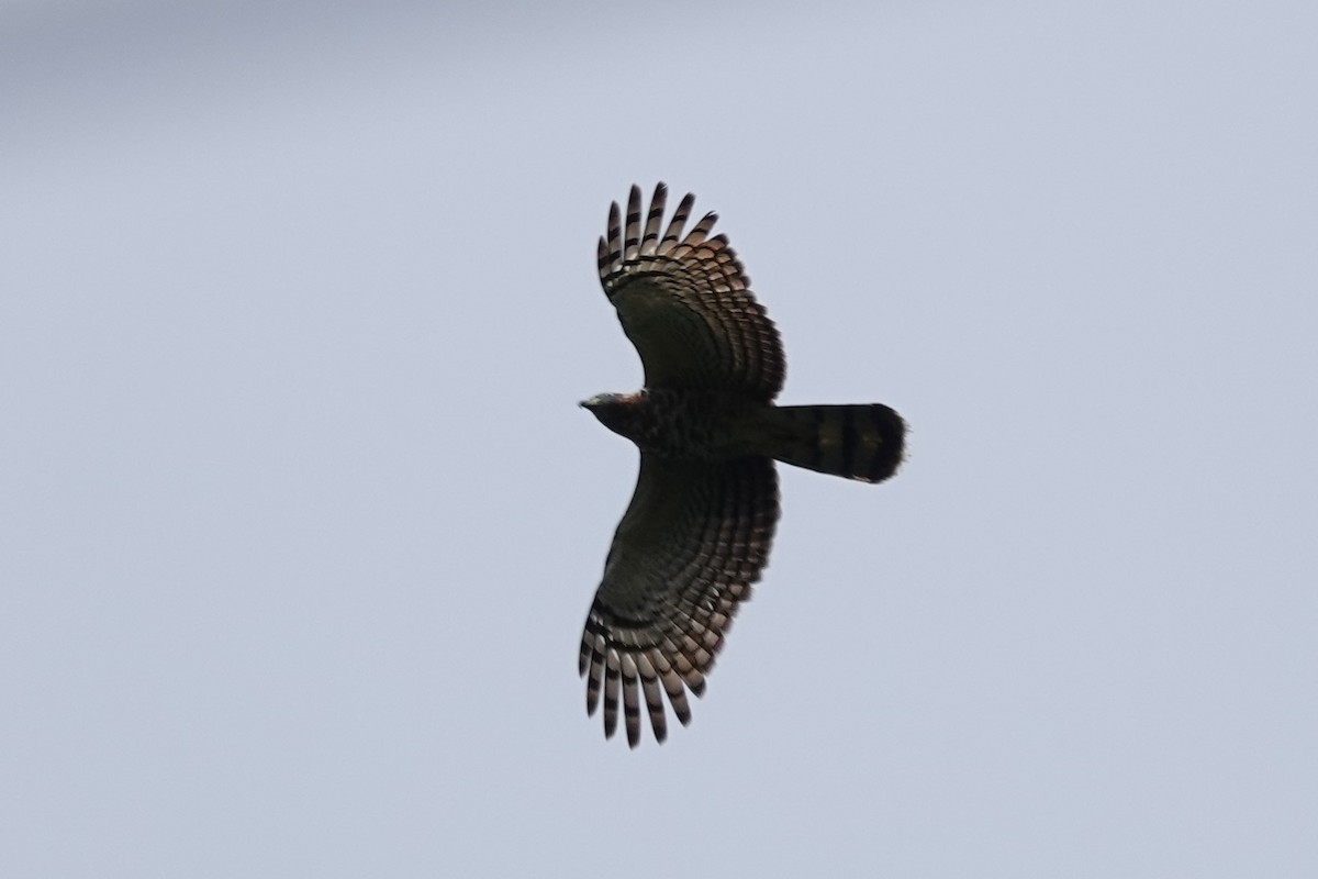 Hook-billed Kite - ML644366522