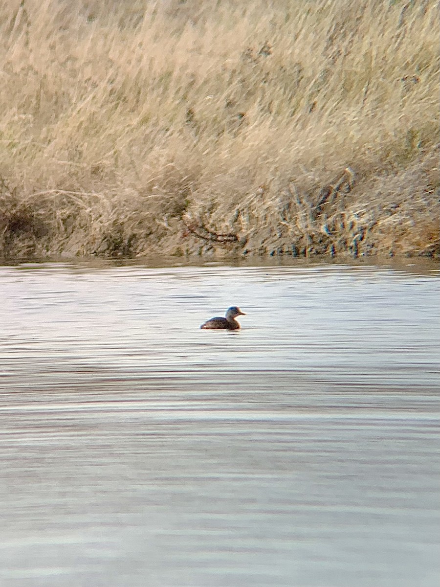 Little Grebe - ML644366531